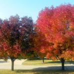 Jaseň pensylvánsky (Fraxinus pennsylvanica) ´CIMMARON´ - výška 200-250 cm, obvod kmeňa 4/6 cm, kont. C18L/C20L